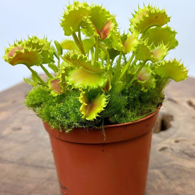 
Dionaea Muscipula Seeds - Flower Plant
