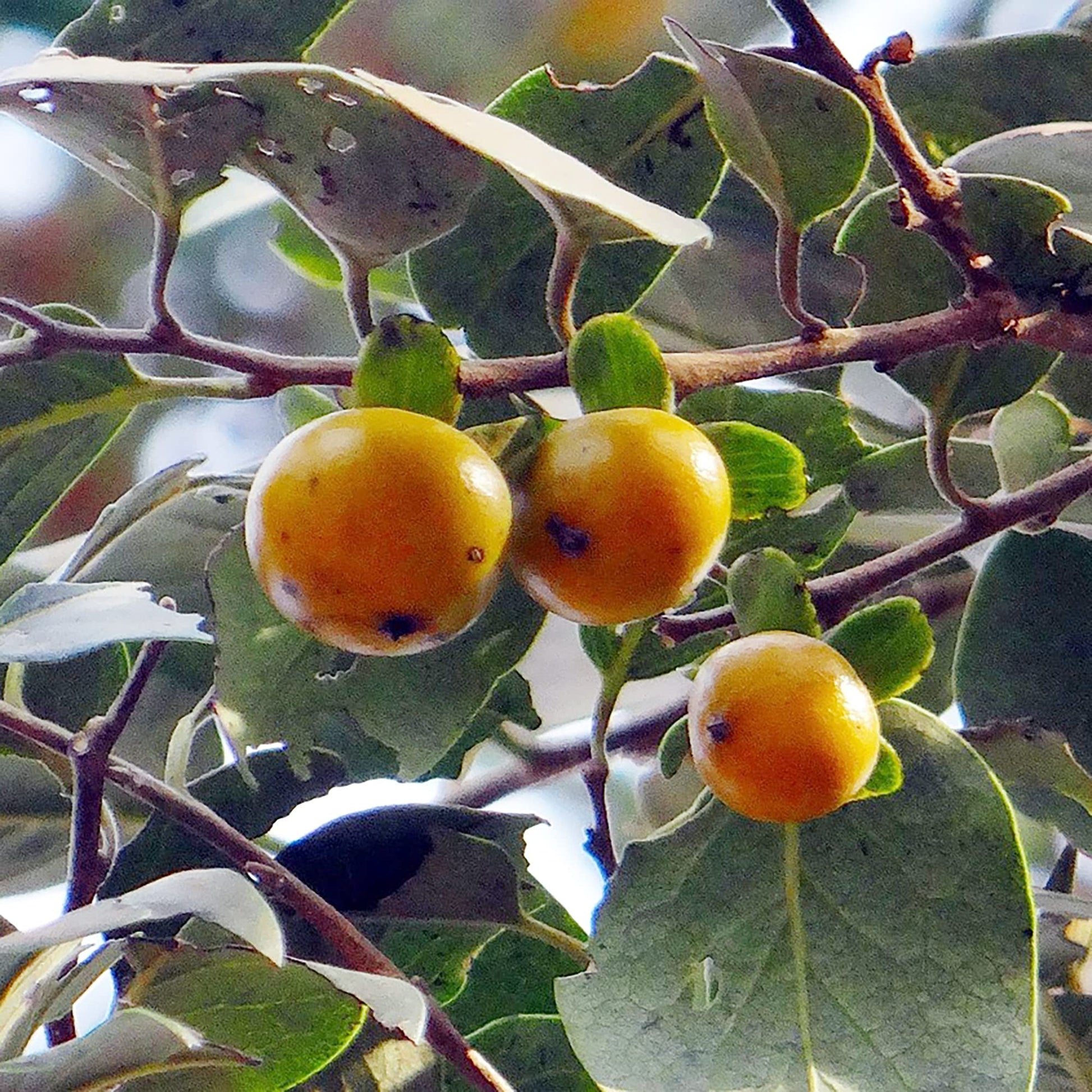 Diospyros Melanoxylon Seeds
