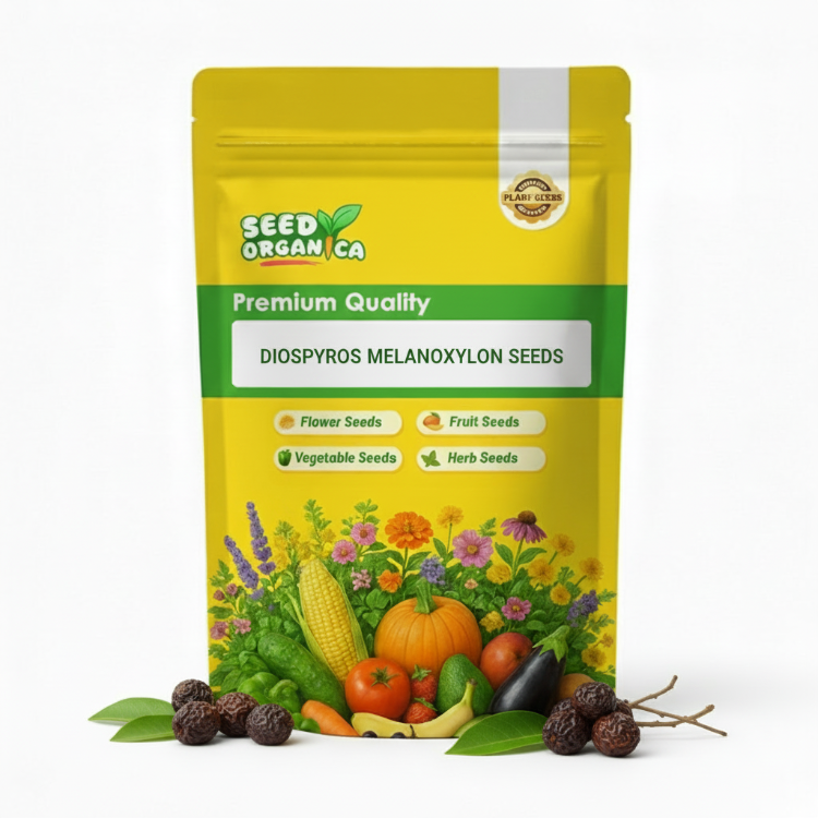 Diospyros Melanoxylon Seeds