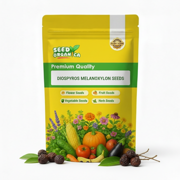 Diospyros Melanoxylon Seeds