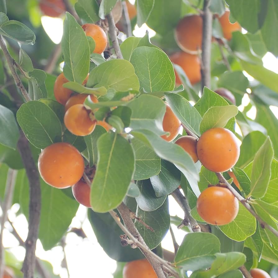 Diospyros Melanoxylon Seeds

