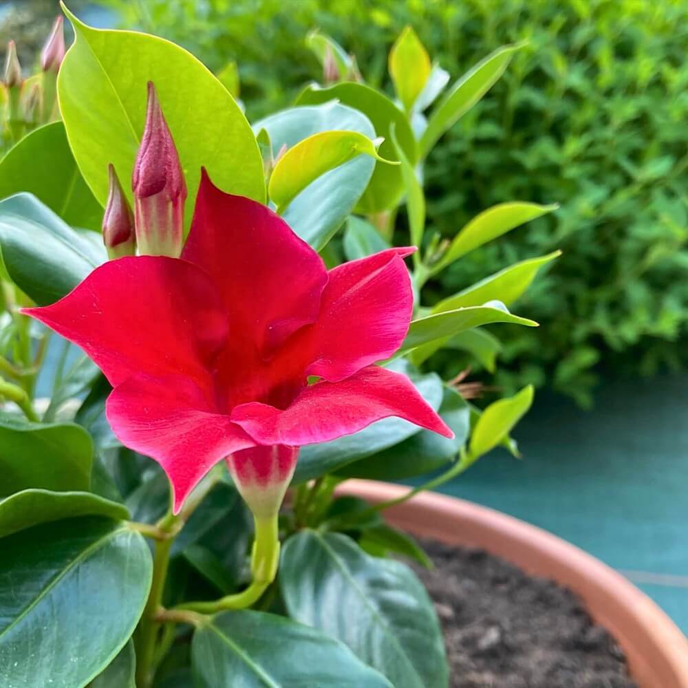 Dipladenia Red Seeds