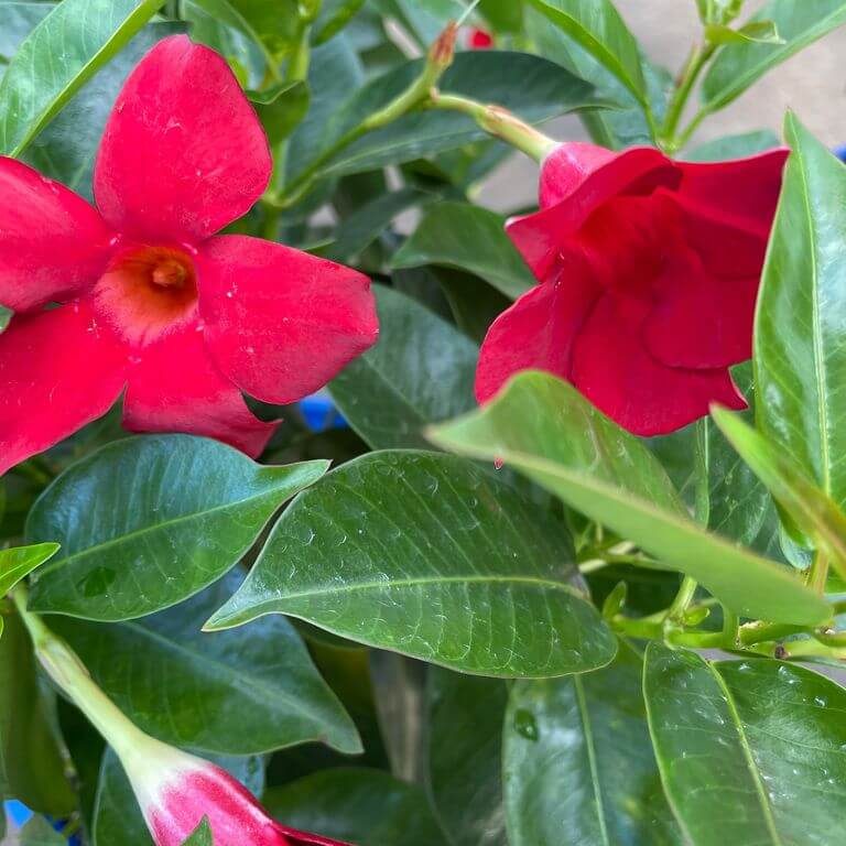 Dipladenia Red Seeds