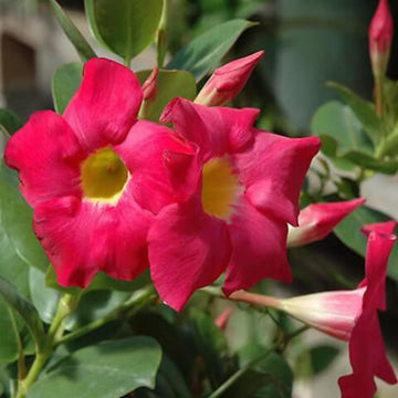 Dipladenia Red Seeds