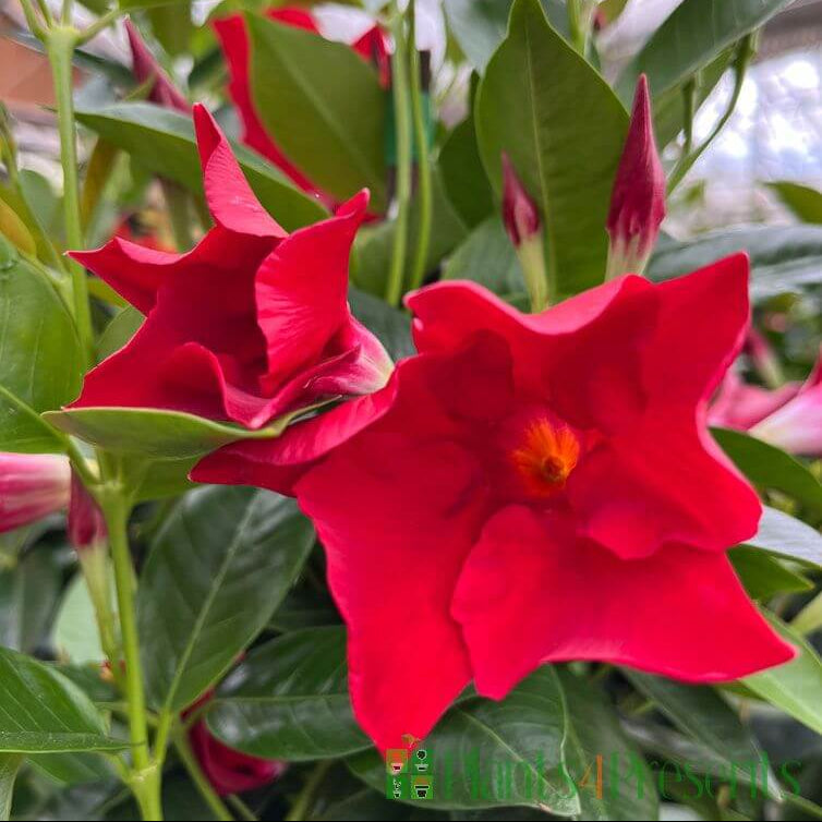Dipladenia Red Seeds