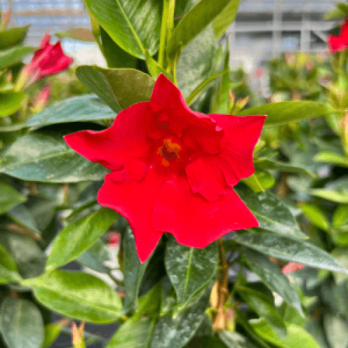 Dipladenia Red Seeds
