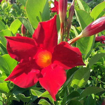 Dipladenia Seeds - Flower Plant for Home Gardens