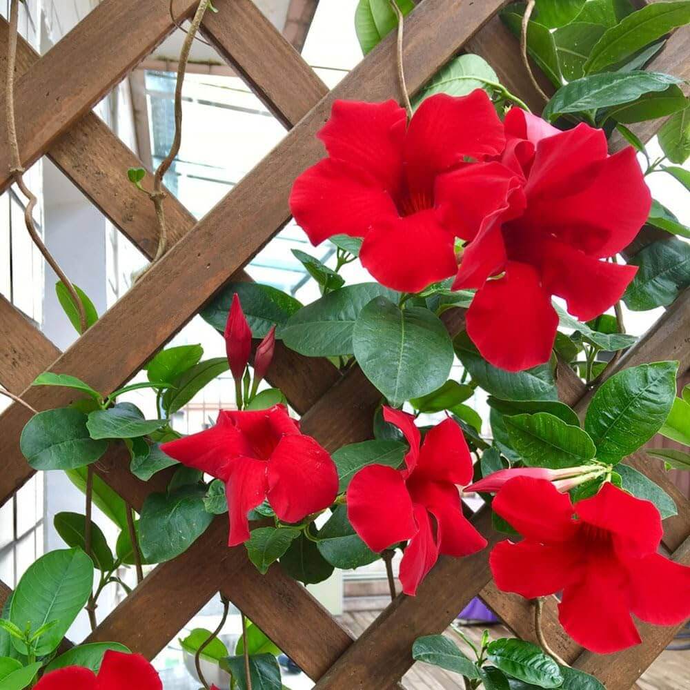 Dipladenia Seeds - Flower Plant for Home Gardens