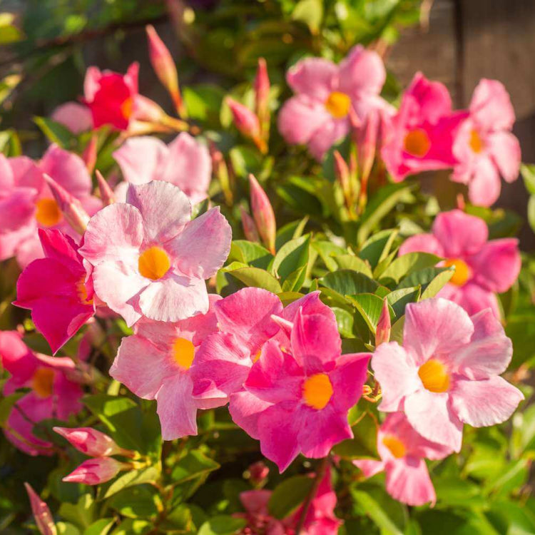 Dipladenia Seeds - Flower Plant for Home Gardens