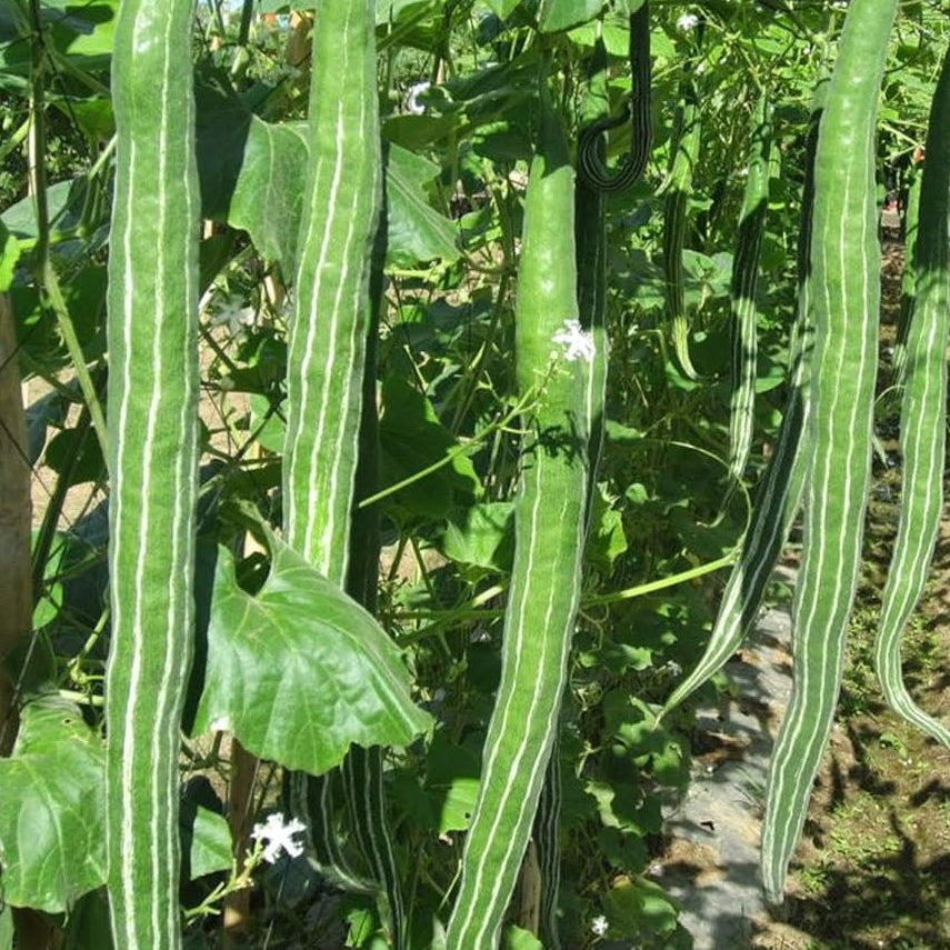 Dipper Gourd Seeds – Long Green
