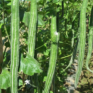 Dipper Gourd Seeds – Long Green

