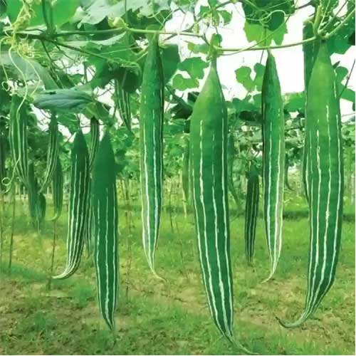 Dipper Gourd Seeds – Long Green
