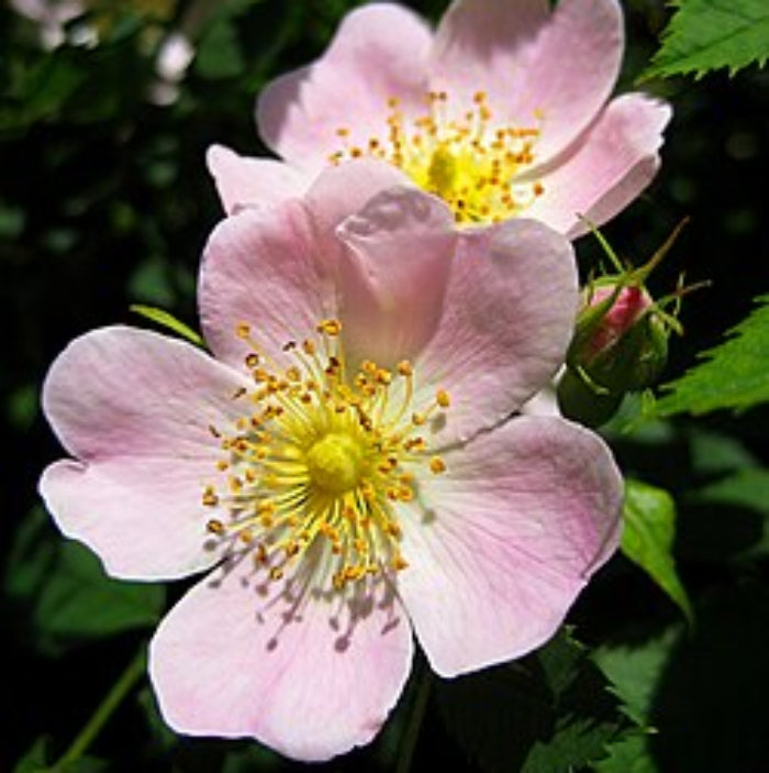 Rose Seeds – Rosa Canina