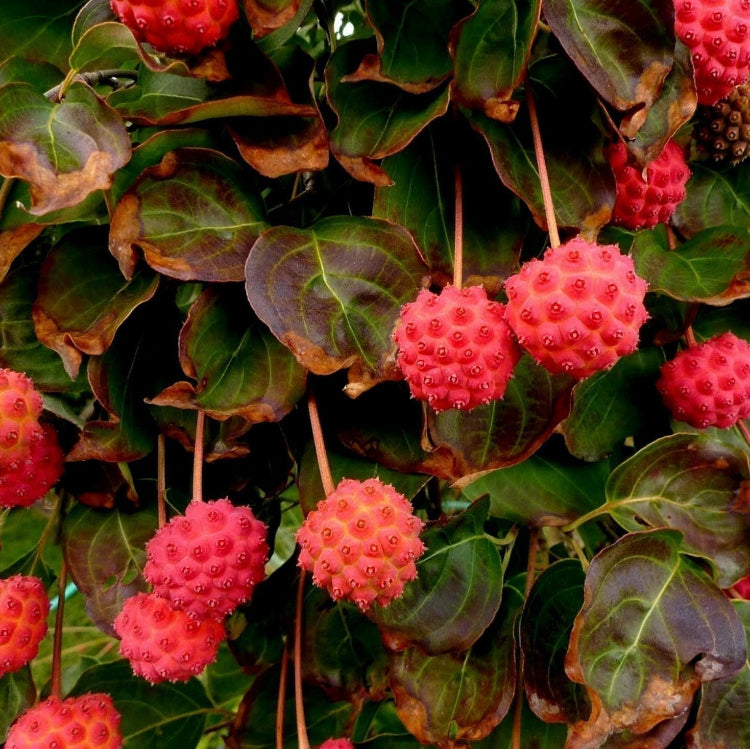 Dogwood Seeds – Kousa
