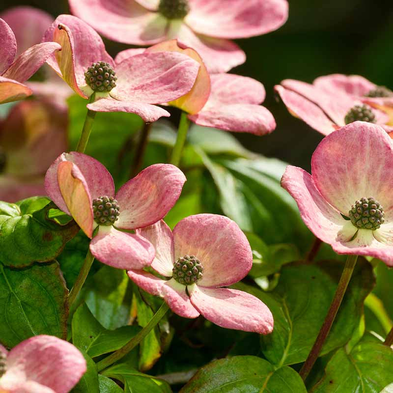 Dogwood Seeds – Pink
