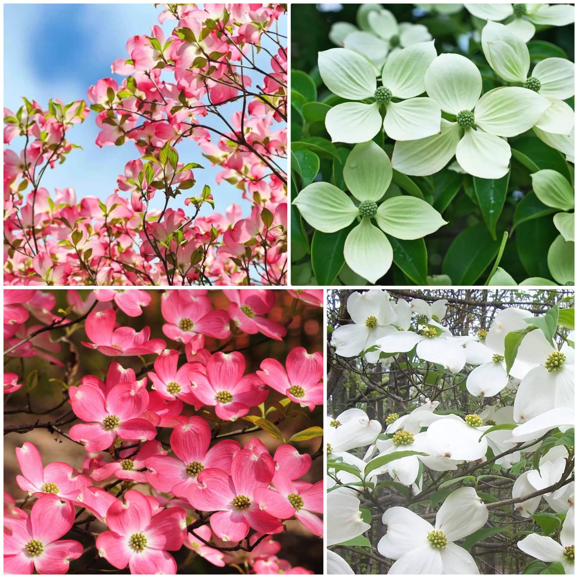 Dogwood Seeds - All In One For Home Gardens