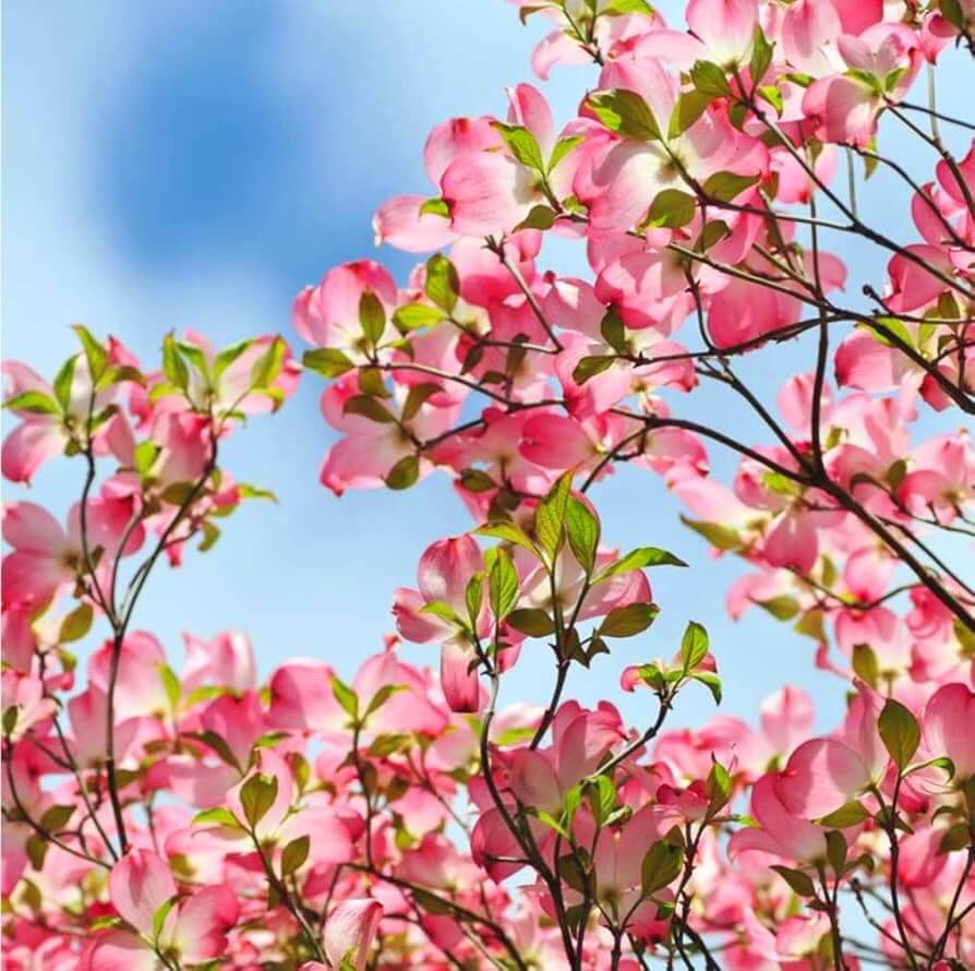 Dogwood Seeds - All In One For Home Gardens