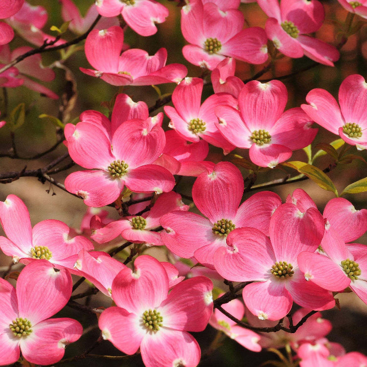 Dogwood Seeds - All In One For Home Gardens