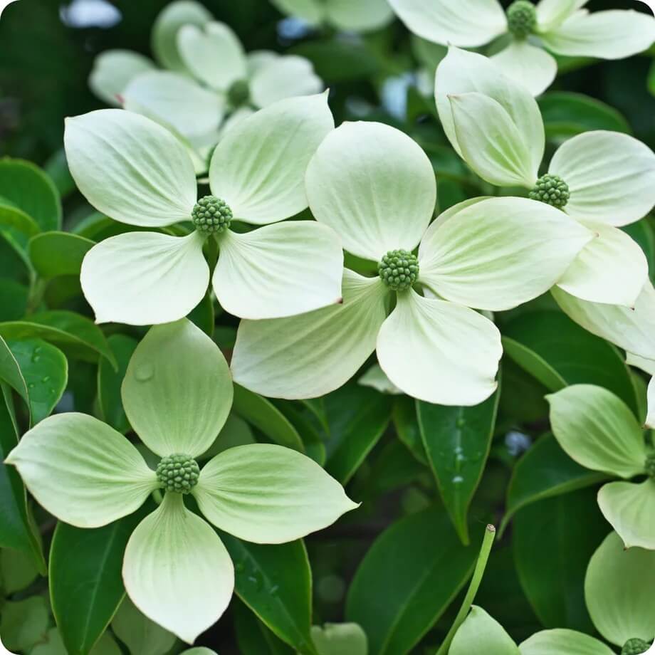 Dogwood Seeds - All In One For Home Gardens