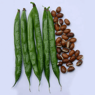 Dolichos Bean Seeds