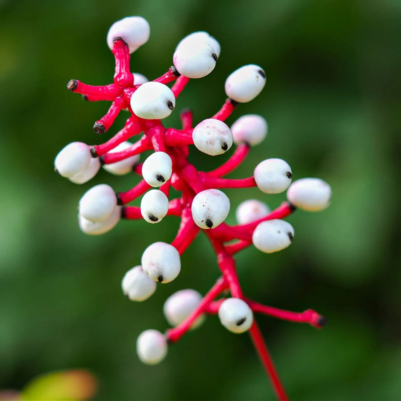 Doll’s Eyes Seeds – Actaea Pachypoda
