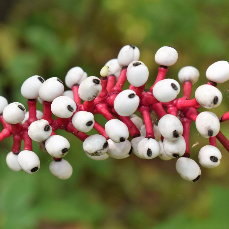Doll’s Eyes Seeds – Actaea Pachypoda
