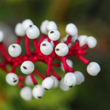 Doll’s Eyes Seeds – Actaea Pachypoda
