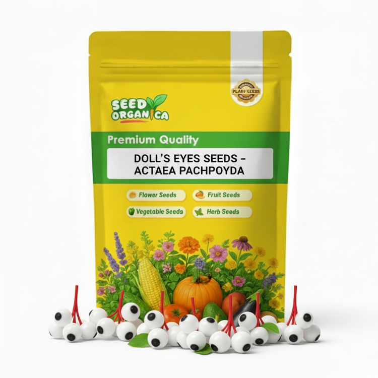 Doll’s Eyes Seeds – Actaea Pachypoda