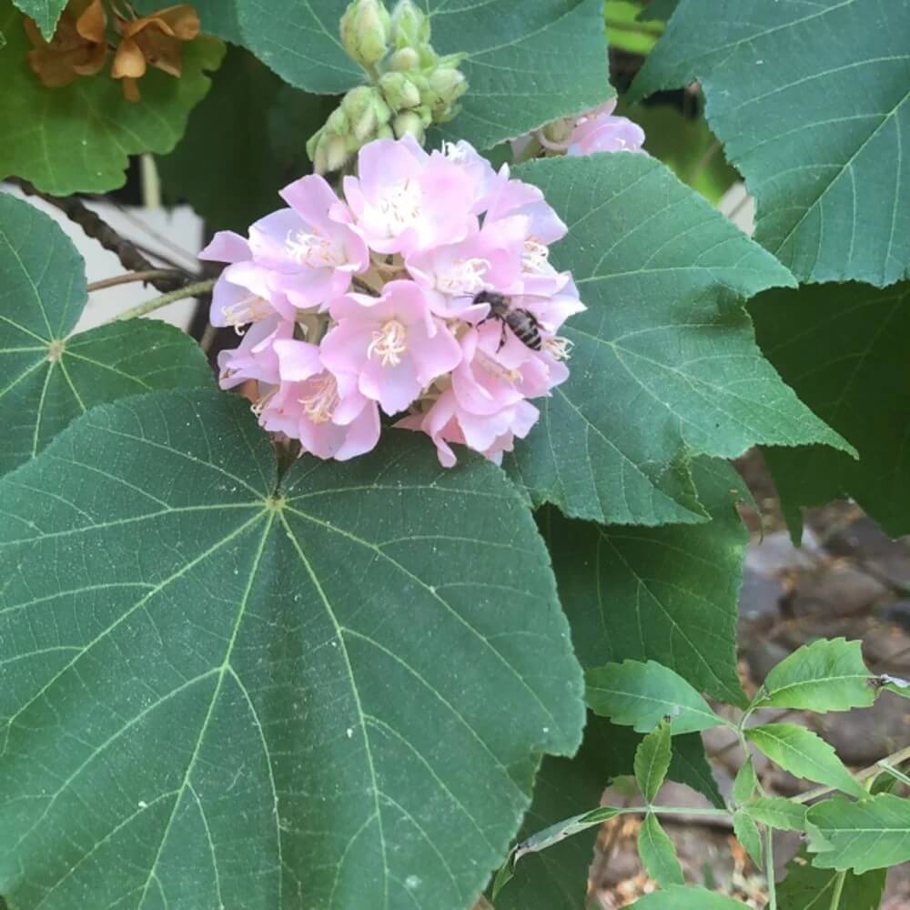 Dombeya Bourgassiae Seeds - Flower Plant