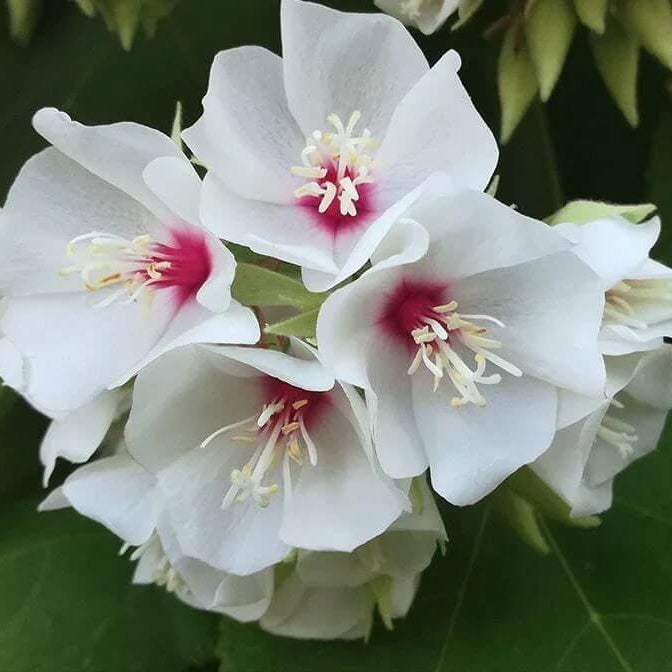 Dombeya Bourgassiae Seeds - Flower Plant