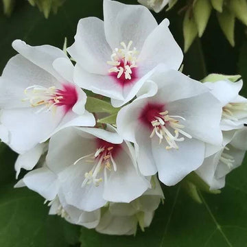 Dombeya Bourgassiae Seeds - Flower Plant