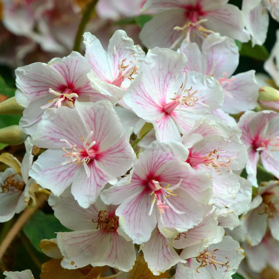 Dombeya Bourgassiae Seeds - Flower Plant