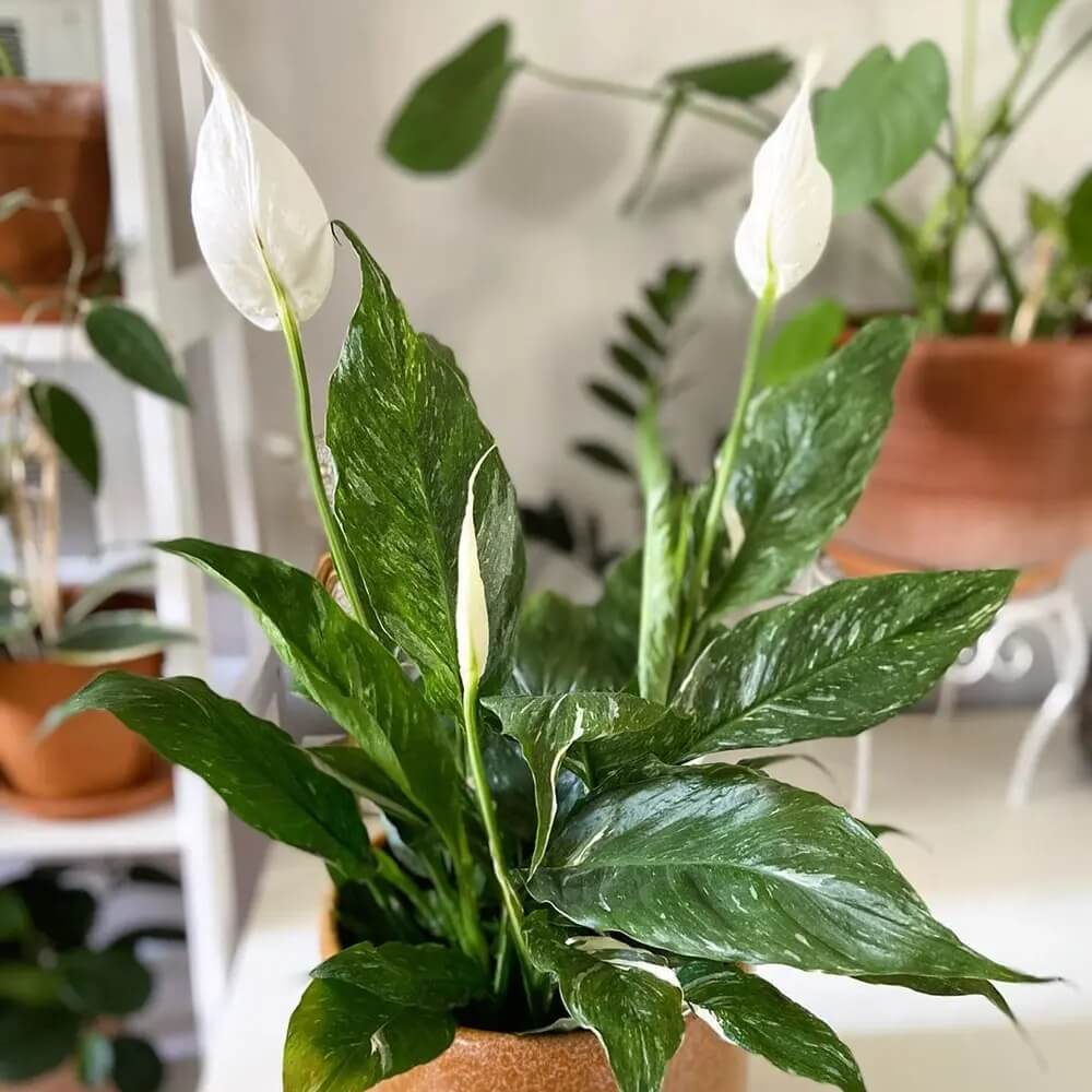 Domino Peace Lily Seeds