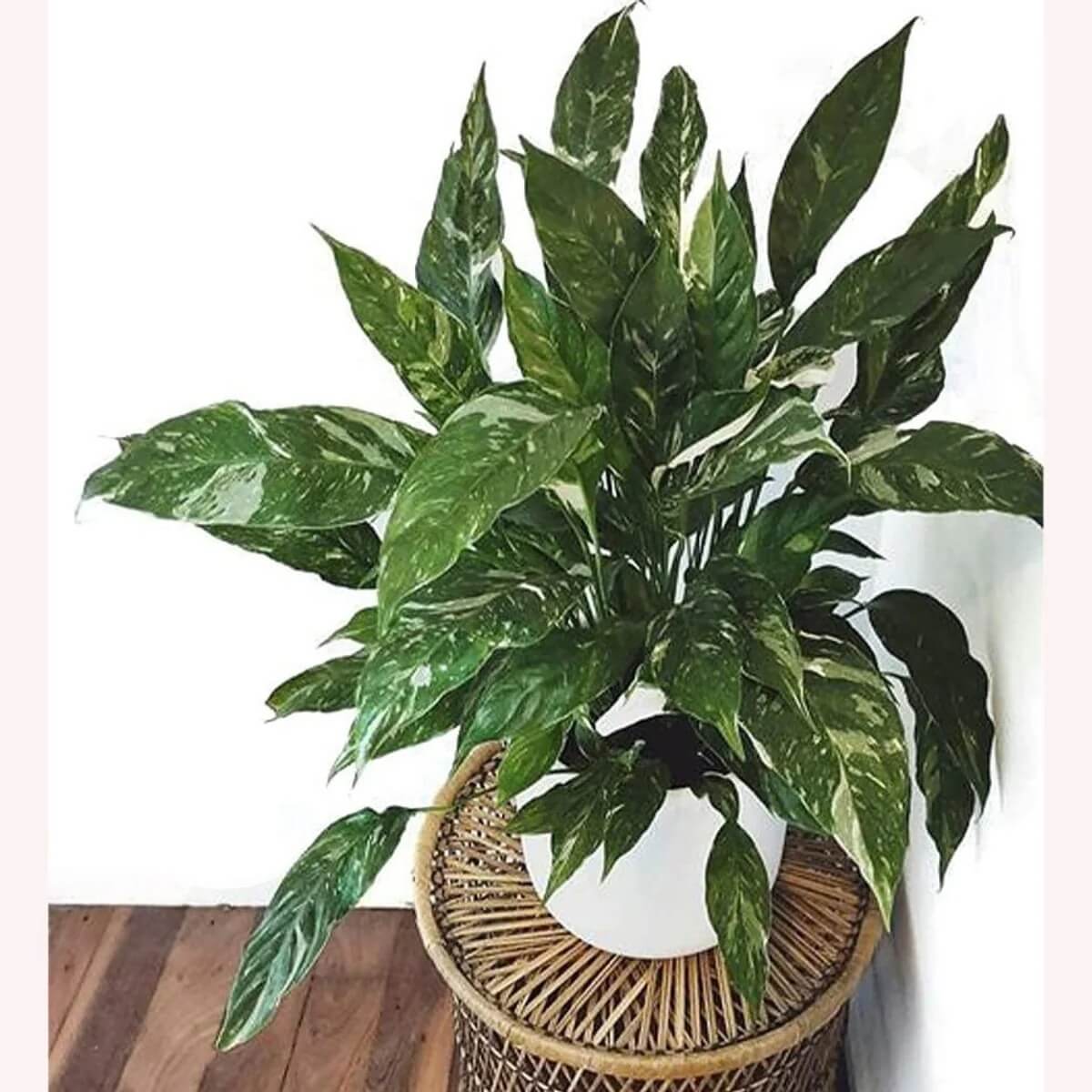 Domino Peace Lily Seeds