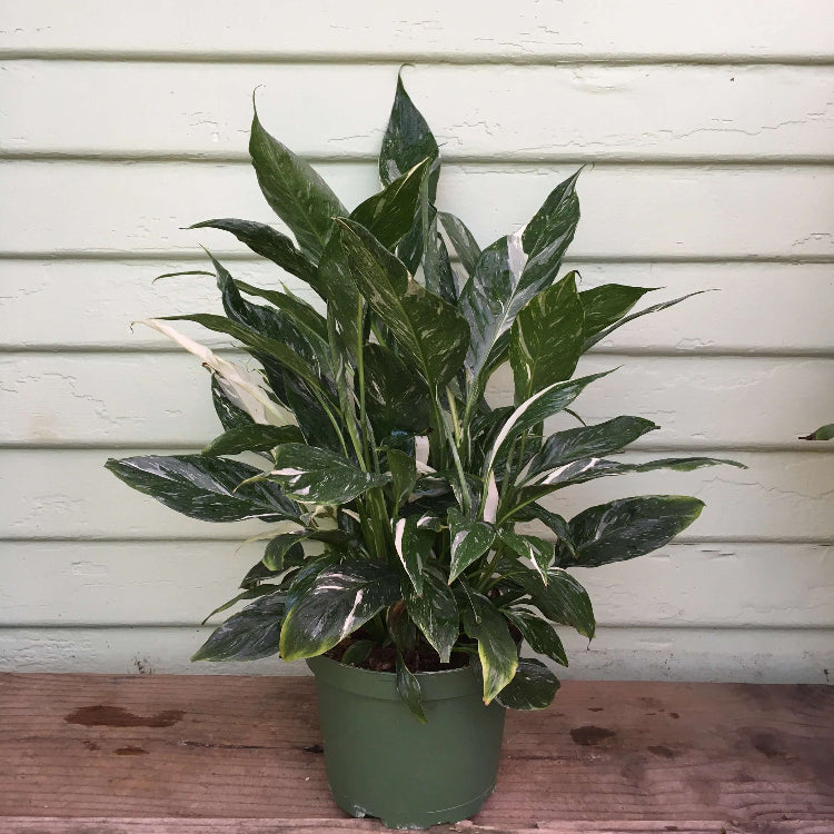 Domino Peace Lily Seeds