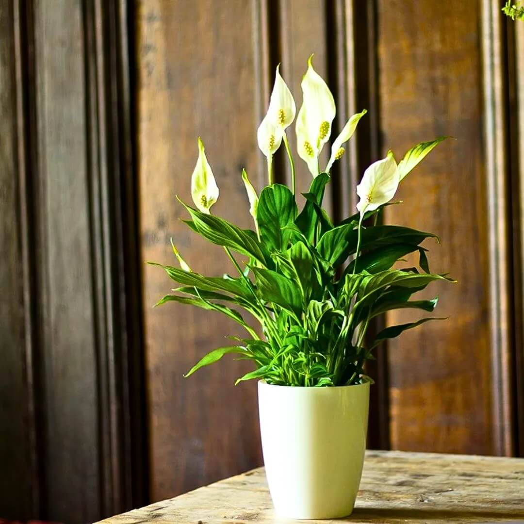 Domino Peace Lily Seeds