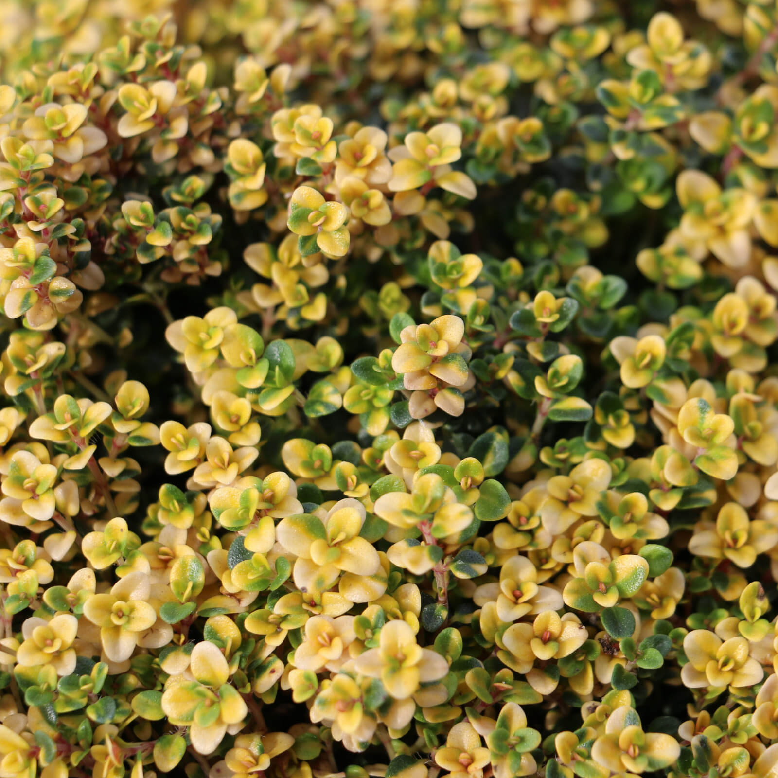 Doone Valley Thyme Seeds - Flower Plant