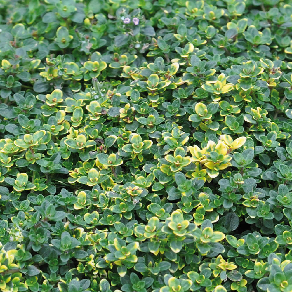 Doone Valley Thyme Seeds - Flower Plant