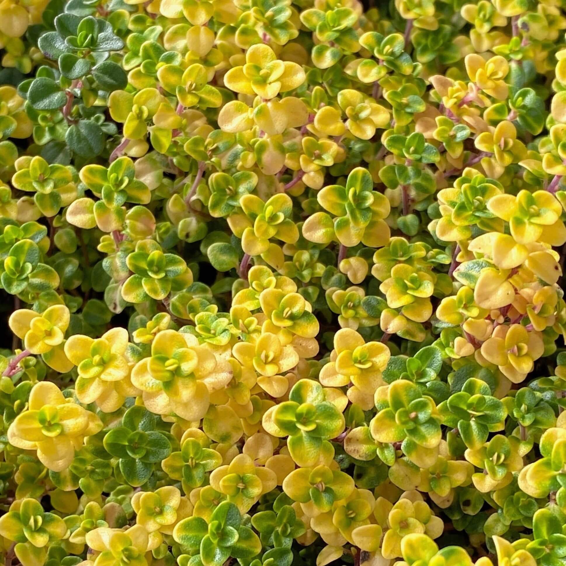 Doone Valley Thyme Seeds - Flower Plant