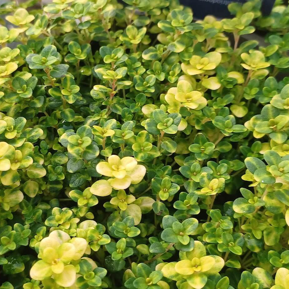 Doone Valley Thyme Seeds - Flower Plant