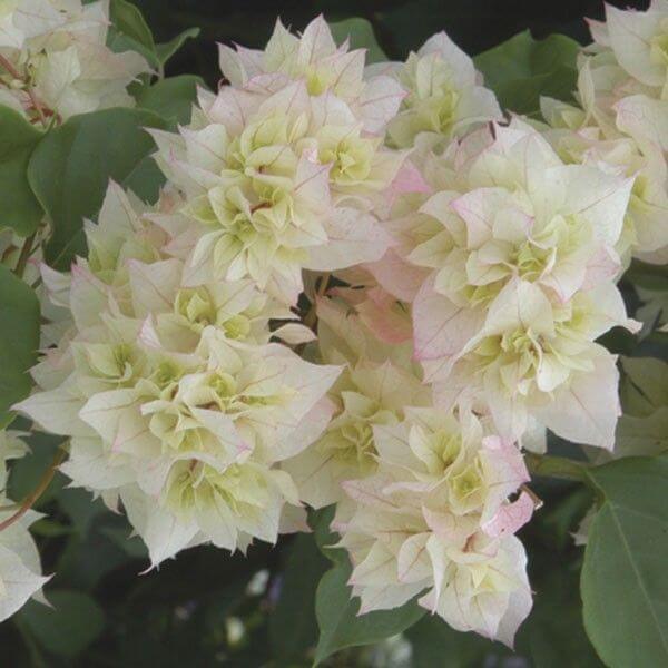 Double Bougainvillea Seeds - Flower Plant