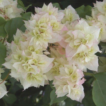 Double Bougainvillea Seeds - Flower Plant