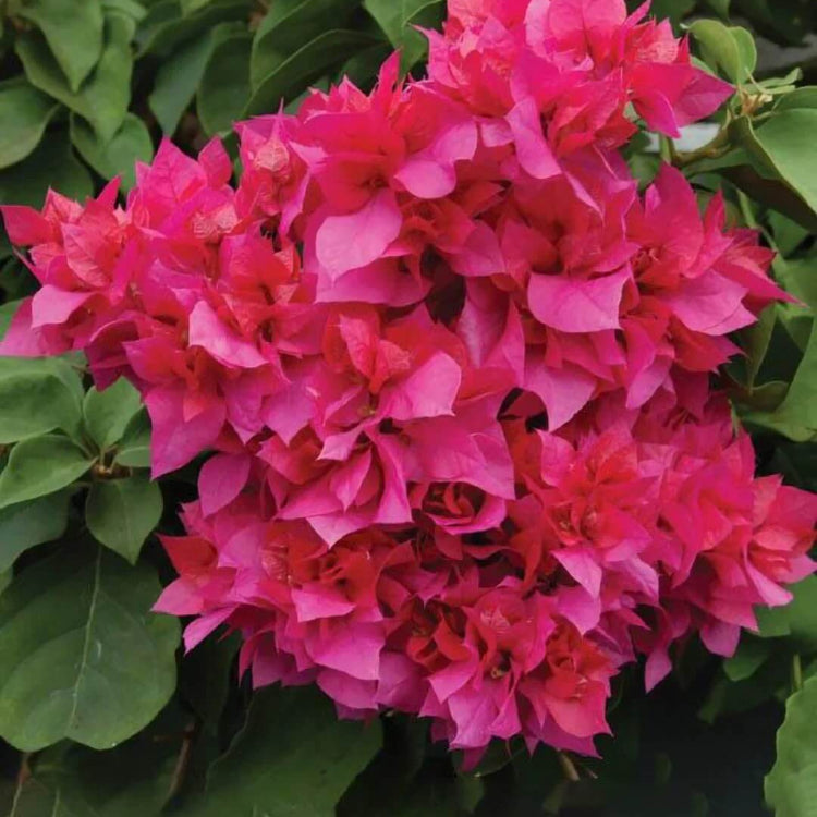 Double Bougainvillea Seeds - Flower Plant