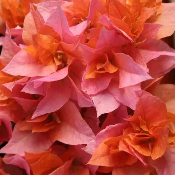 Double Bougainvillea Seeds - Flower Plant