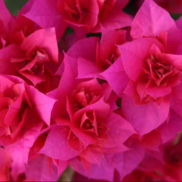 Double Bougainvillea Seeds - Flower Plant