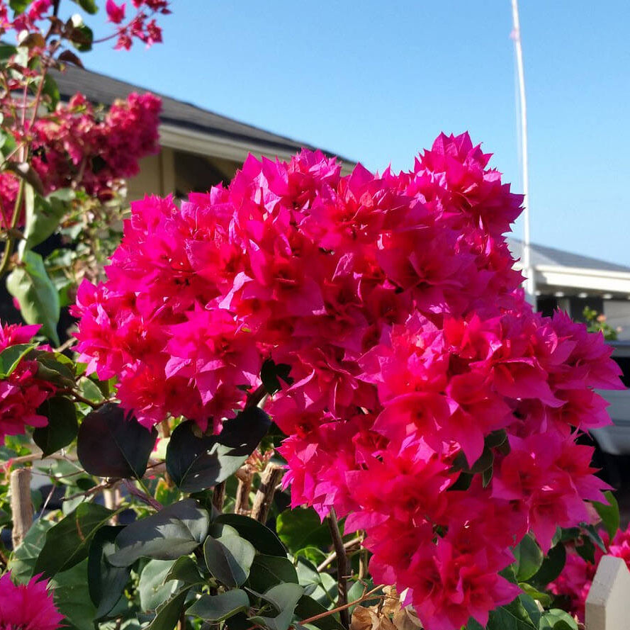 Double Bougainvillea Seeds - Flower Plant