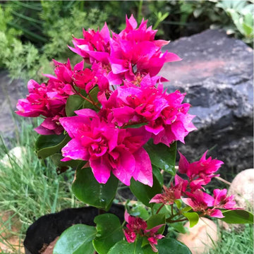 Double Bougainvillea Seeds - Flower Plant
