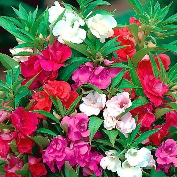 Double Camellia Mix Balsam Seeds - Flower Plant