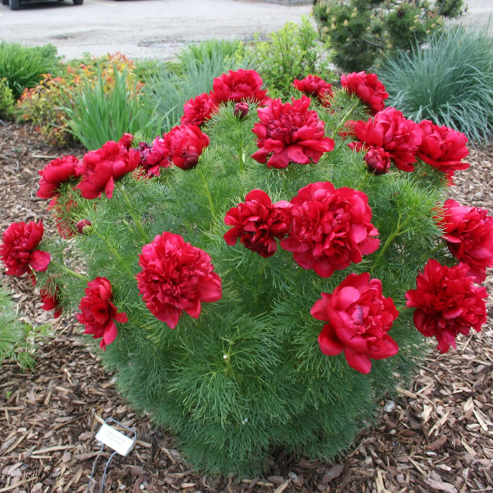 Double Flowering Fernleaf Peony Seeds