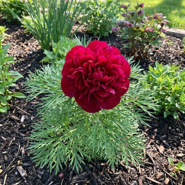 Double Flowering Fernleaf Peony Seeds